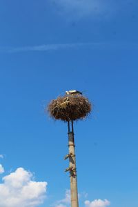 Low angle view of bird on tree against blue sky