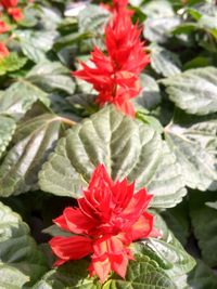 Close-up of red hibiscus blooming outdoors