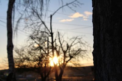 Sun shining through trees