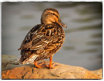 Close-up of bird by lake