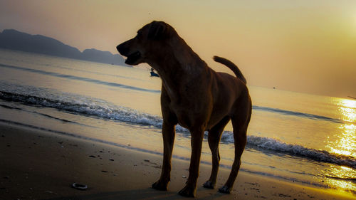 Scenic view of beach at sunset