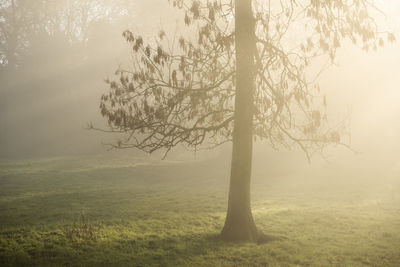 Tree on field during foggy weather