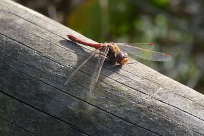 Close-up of insect on wood