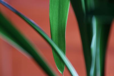 Close-up of leaf against wall