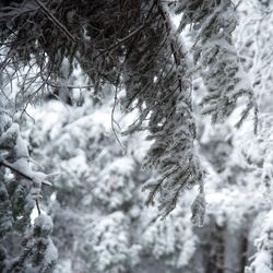 Low angle view of snow covered tree against sky