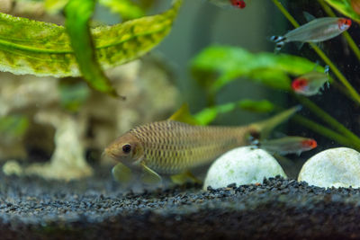 Close-up of fish swimming in sea