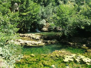 Scenic view of river amidst trees in forest