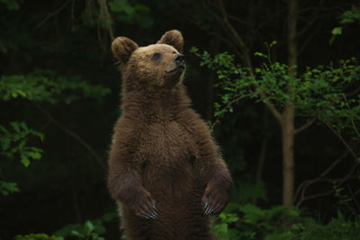 European brown bears in the wild forest.