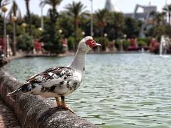 Close-up of bird perching on a lake