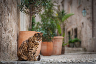 Cats love dubrovnik. the narrow streets and steep stairways lead to hiding places  for cats 