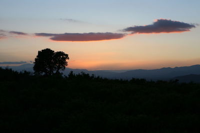 Silhouette trees on landscape against sky at sunset