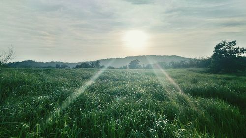 Scenic view of field against sky