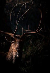 Male deer illuminated in morning light 