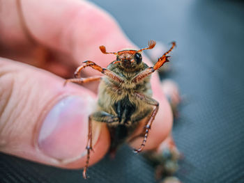 Close-up of hand holding insect