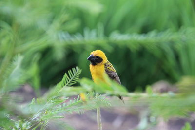 Close-up of bird perching on plant