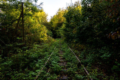 Trail amidst trees in forest