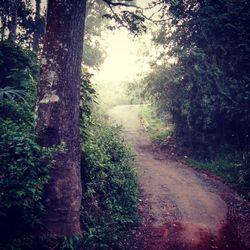 Road amidst trees in forest