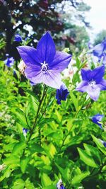 Close-up of purple flowers blooming outdoors