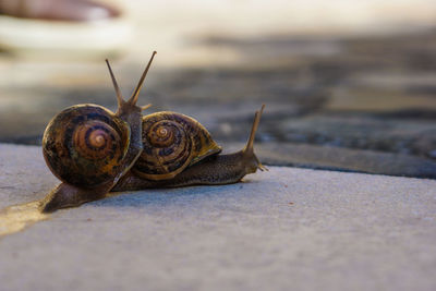 Close-up of snails mating on footpath