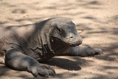Close-up of komodo dragon on field
