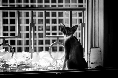 Cat sitting on window sill