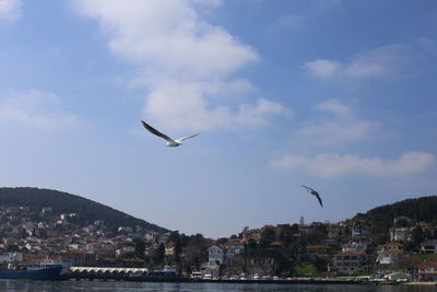 Low angle view of seagulls flying over buildings in city