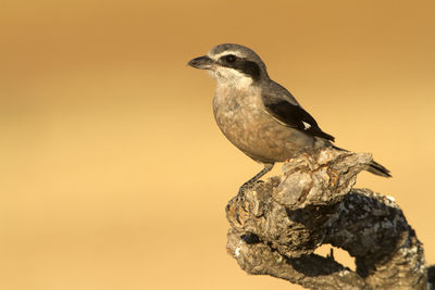 Close-up of bird perching on rock