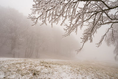 Trees on snow covered land against sky