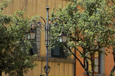 Low angle view of tree against building