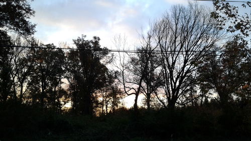 Low angle view of silhouette trees in forest against sky