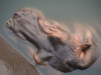 Close-up of horse in water