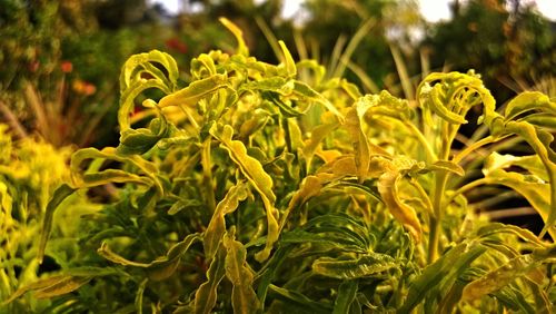 Close-up of plants