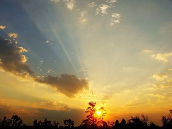 Sun shining through trees