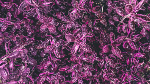 Full frame shot of purple beans