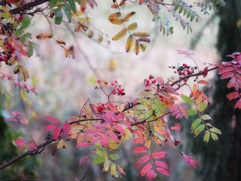 Close-up of fresh pink flowers on tree