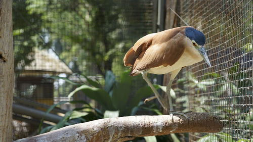 Close-up of bird perching on tree