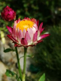 Close-up of pink flower