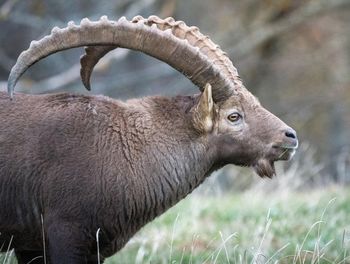 Close-up of deer on field