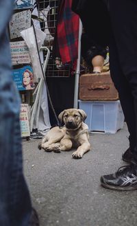 Low section of men standing by dog relaxing on road