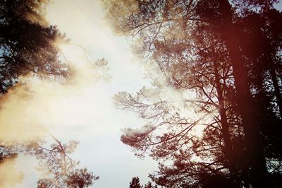 Low angle view of trees against sky