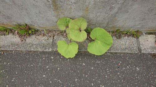 Close-up of plant