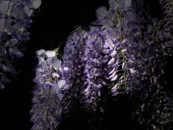 Close-up of purple flowering plants