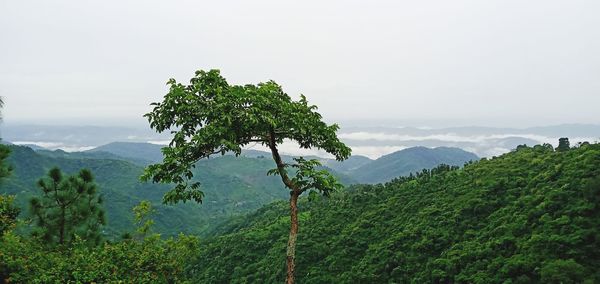 Plants growing on land against sky