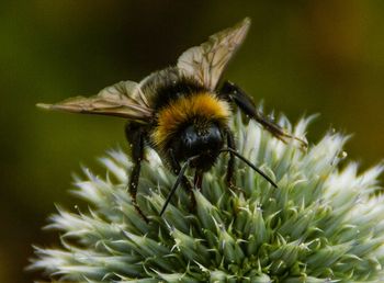 Close-up of bee on flower