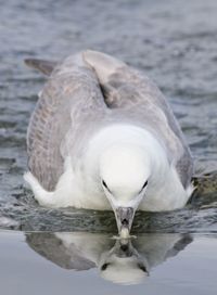 Close up of white bird in water