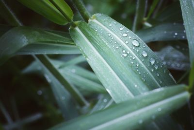 Close-up of raindrops on leaves