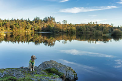 Golden retriever dog at play in snowdonia national park in north, wales uk