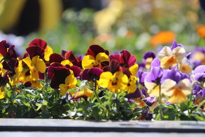 Close-up of yellow flowering plants