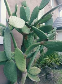 Close-up of succulent plant