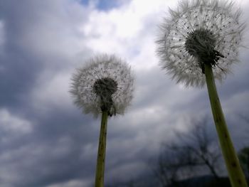 Low angle view of dandelion against sky